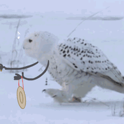 185802qvwtxtawbwxvdz3q.gif