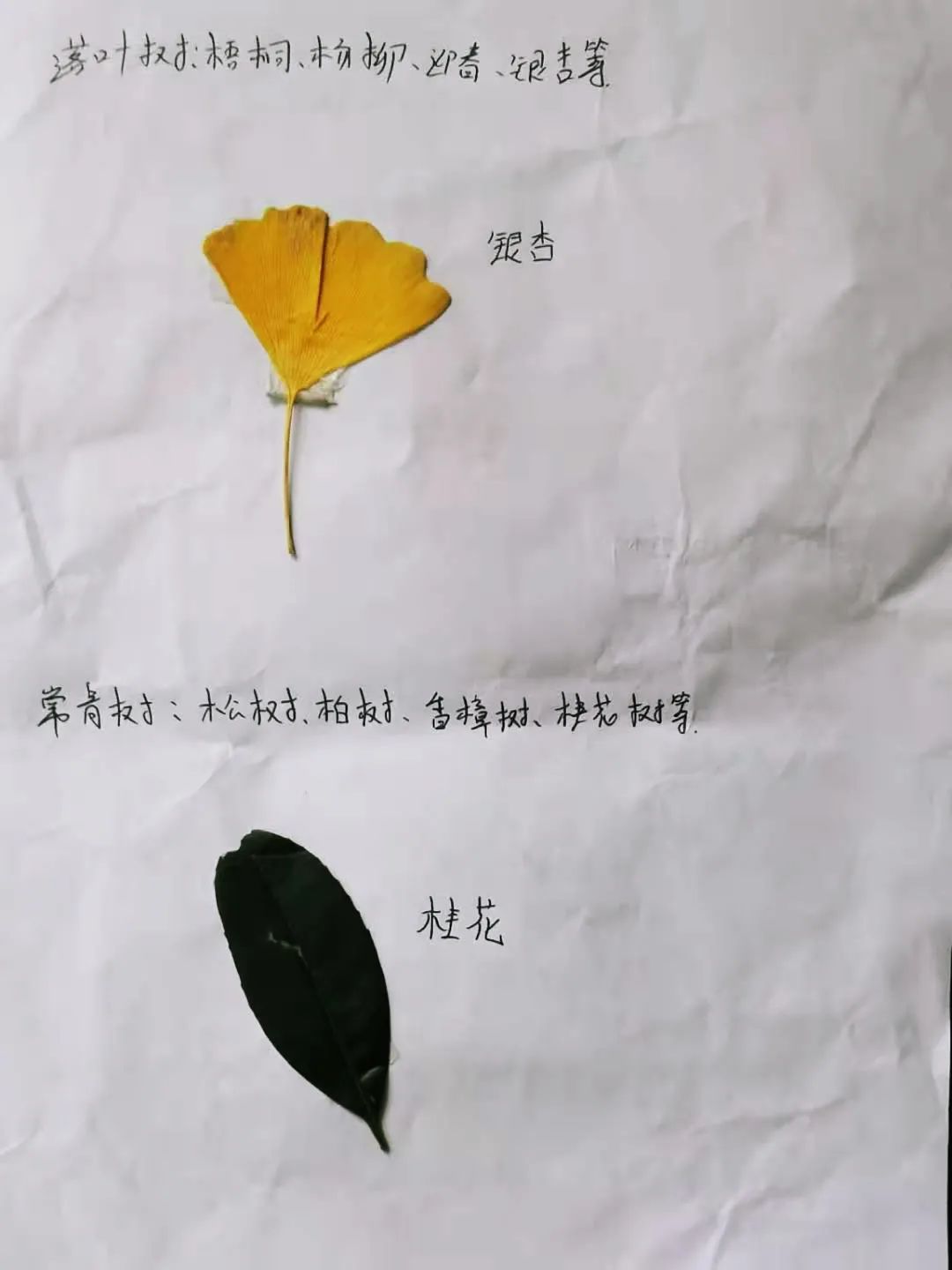 100102nxff2ud6qbu46bg6.jpeg