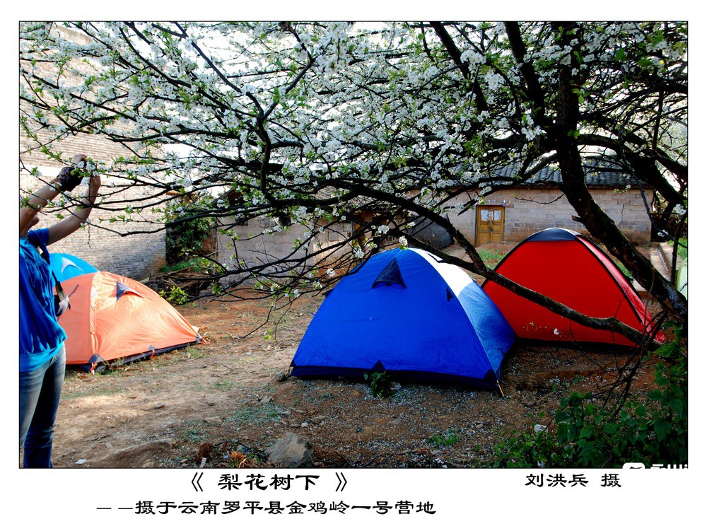 梨花树下.jpg