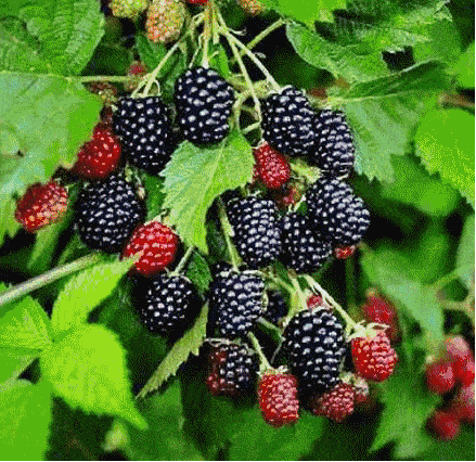 103116sih56elfiz0e6ttb.gif