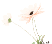 145254hau3cdaz3g6kou6z.gif