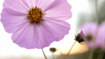 144359ldbbdwsvbwkhqh44.gif