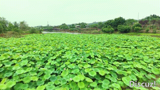 180008o0pjcbplpm0zjbc7.gif